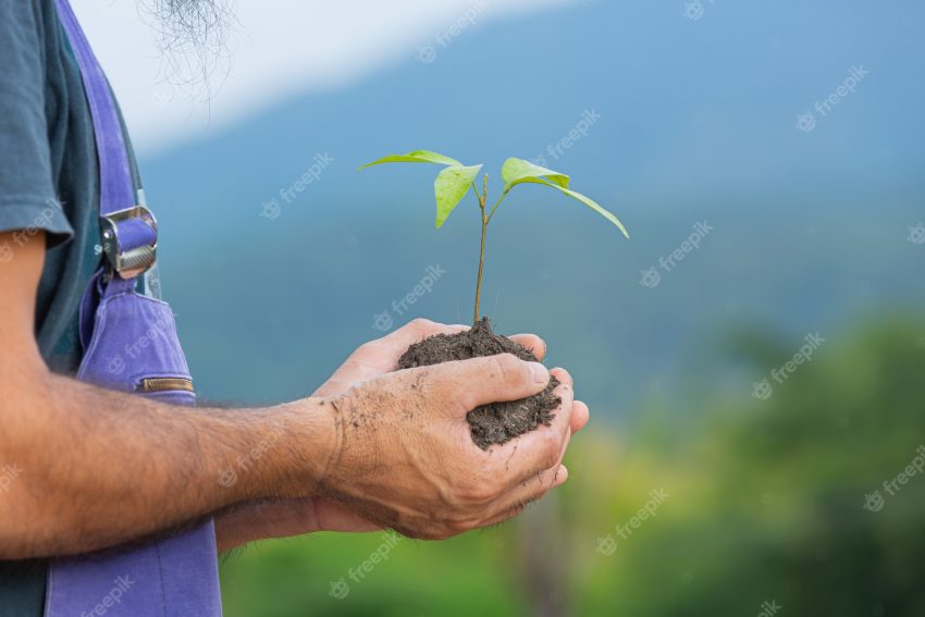 Close up picture of gardener's hand holding the sapling of the plant