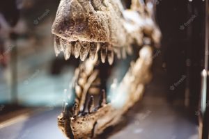 Closeup shot of a dinosaur skull teeth in a glass box