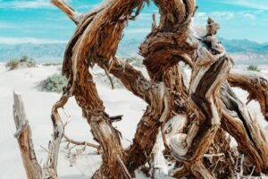 Pieces of driftwood on the sandy ground