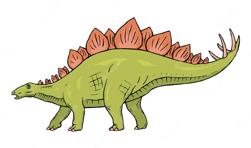 Stegosaurus herbivorous dinosaur illustration on white background