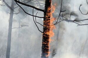 Vertical picture of burning trees in a forest covered in smoke